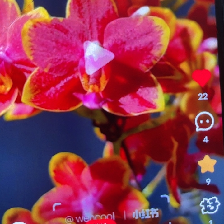 当前无花栽培后可以开花樱桃番茄