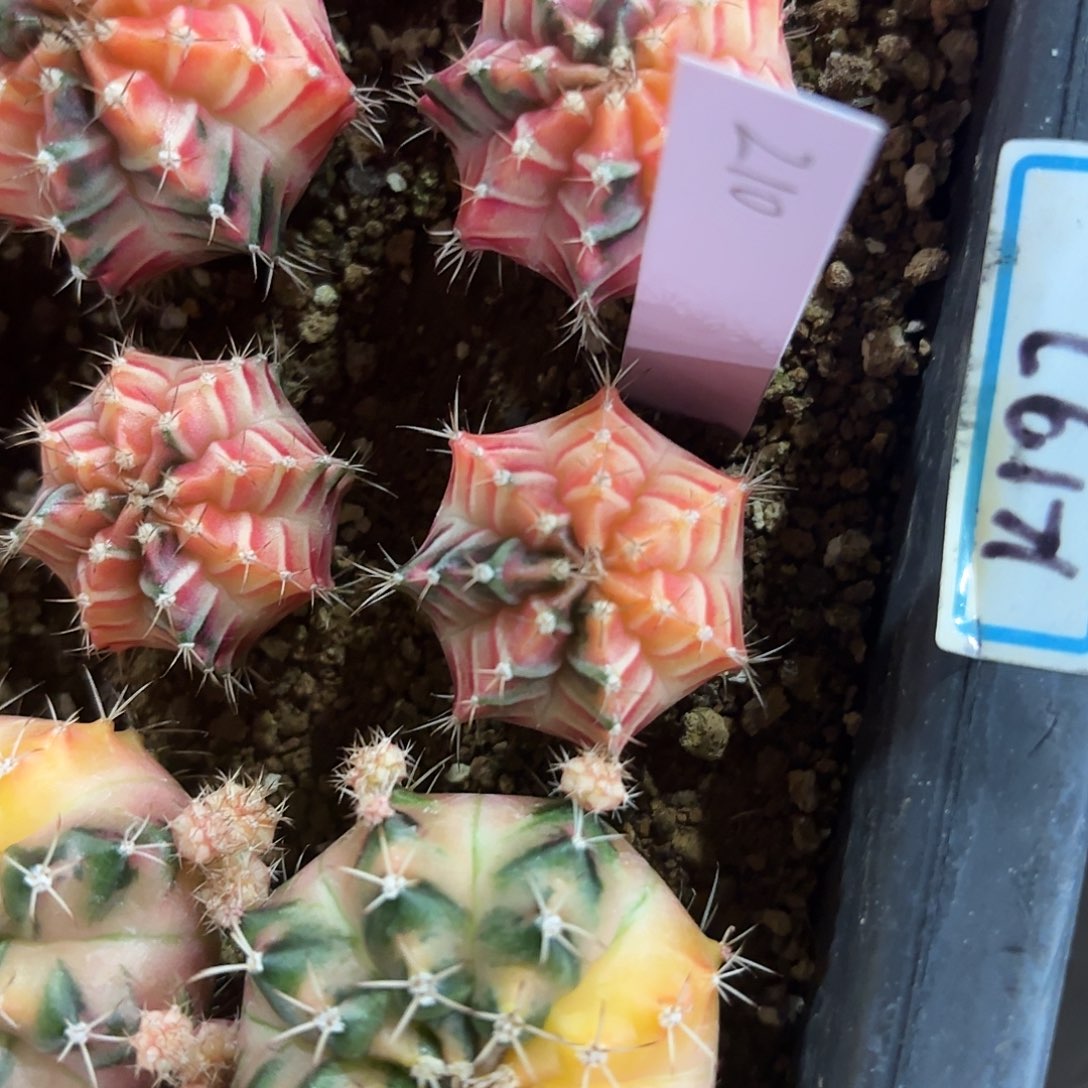 泰国米哈210-0219