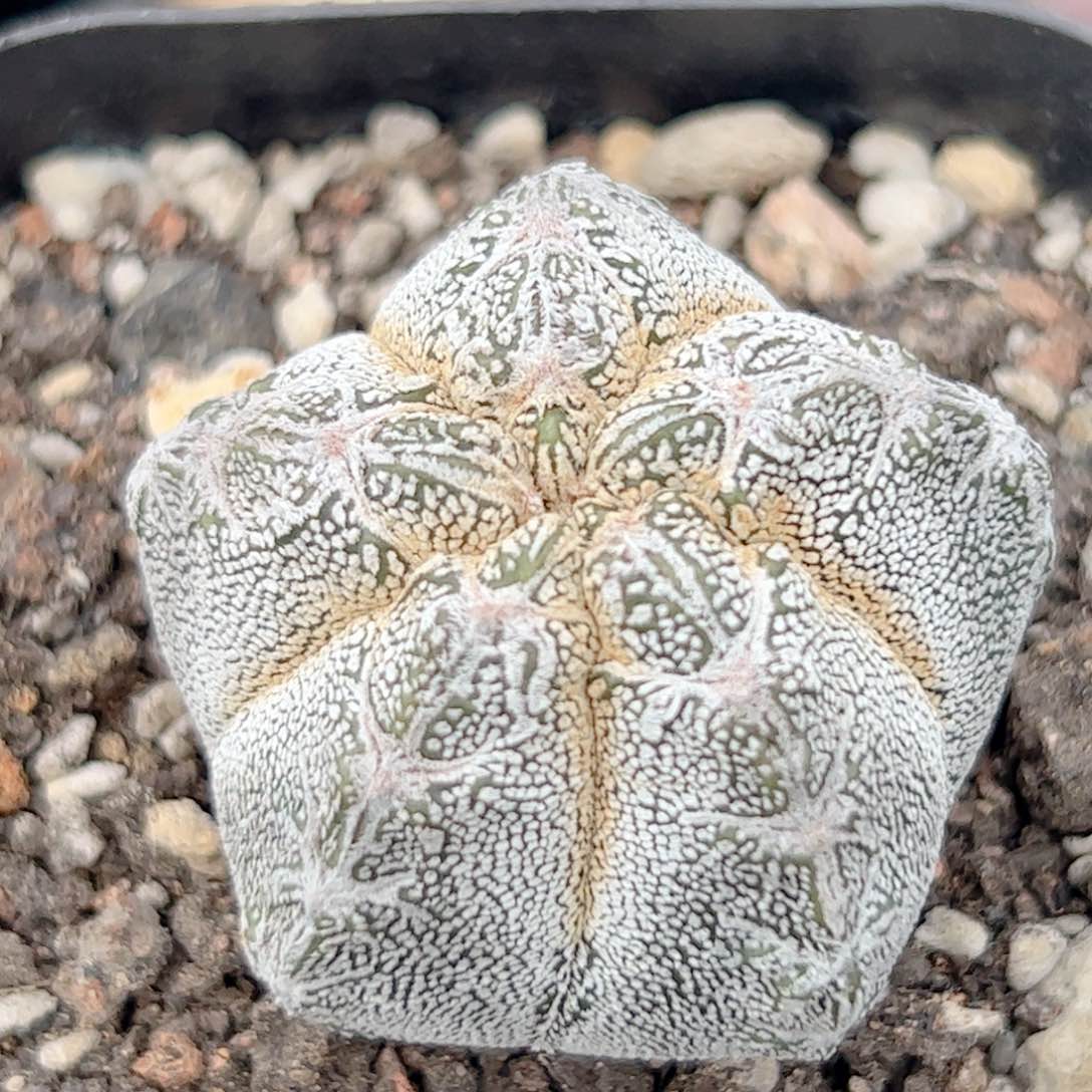 实生 五星恩冢仙人球