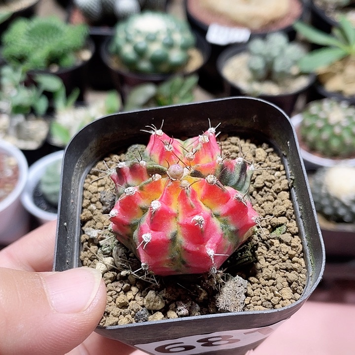 681花蝴蝶牡丹锦