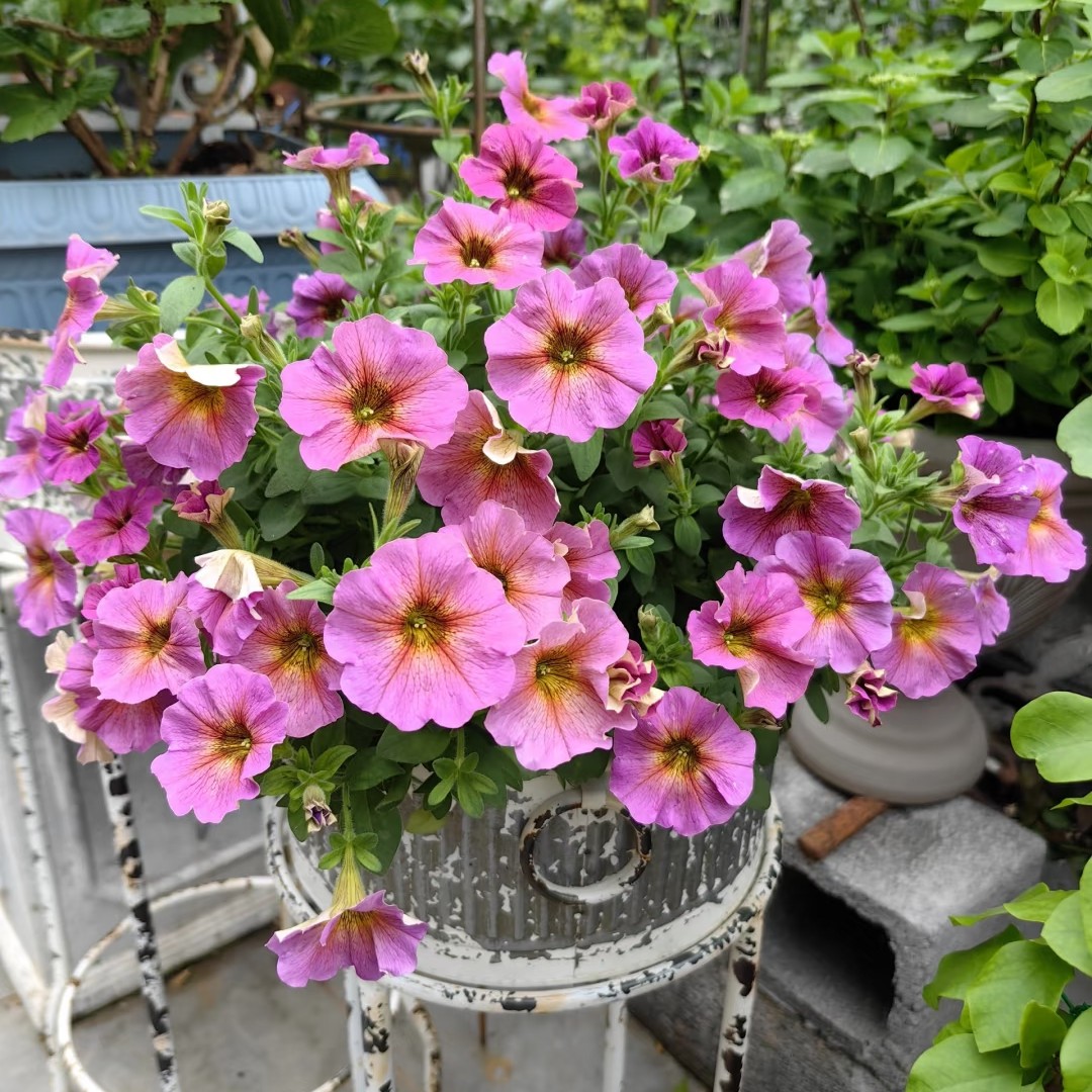 超级舞春花矮牵牛带花苞四季开花可垂吊适合阳台庭院盆栽植物