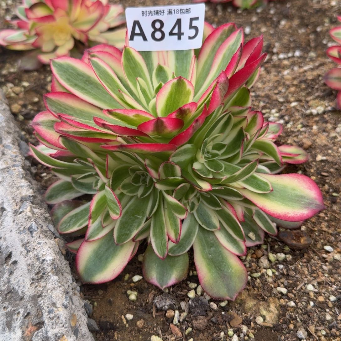 845荔枝。多肉植物