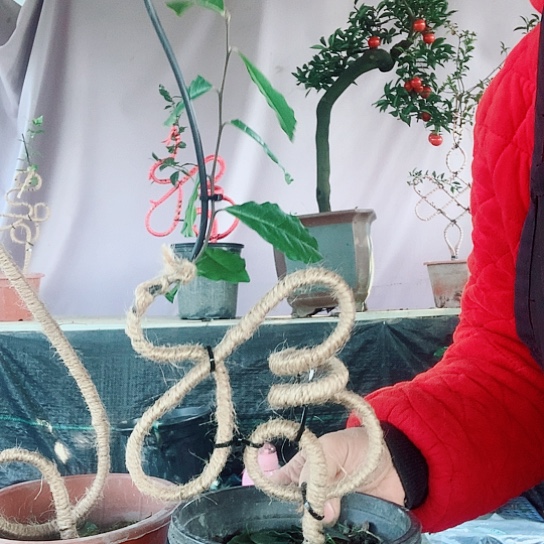 无花朵金弹子立体福