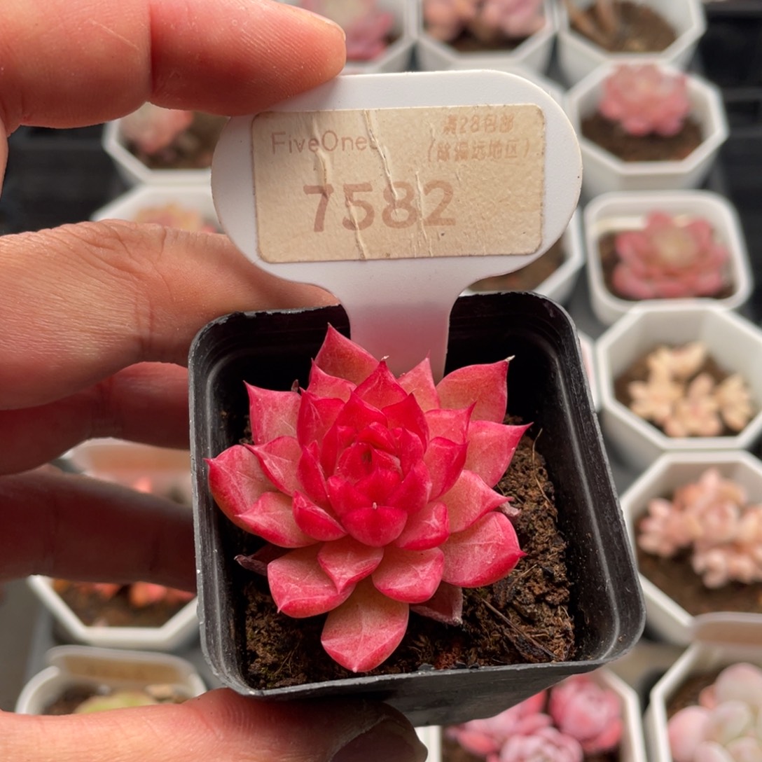 小海螺7582-4.5厘米