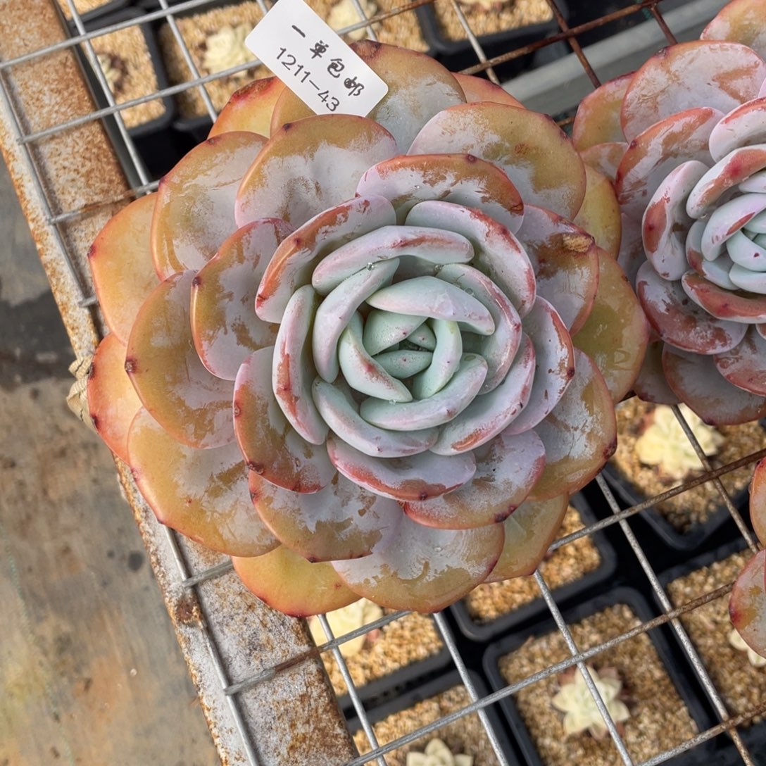 1211-43-奶茶，，。。，。。。