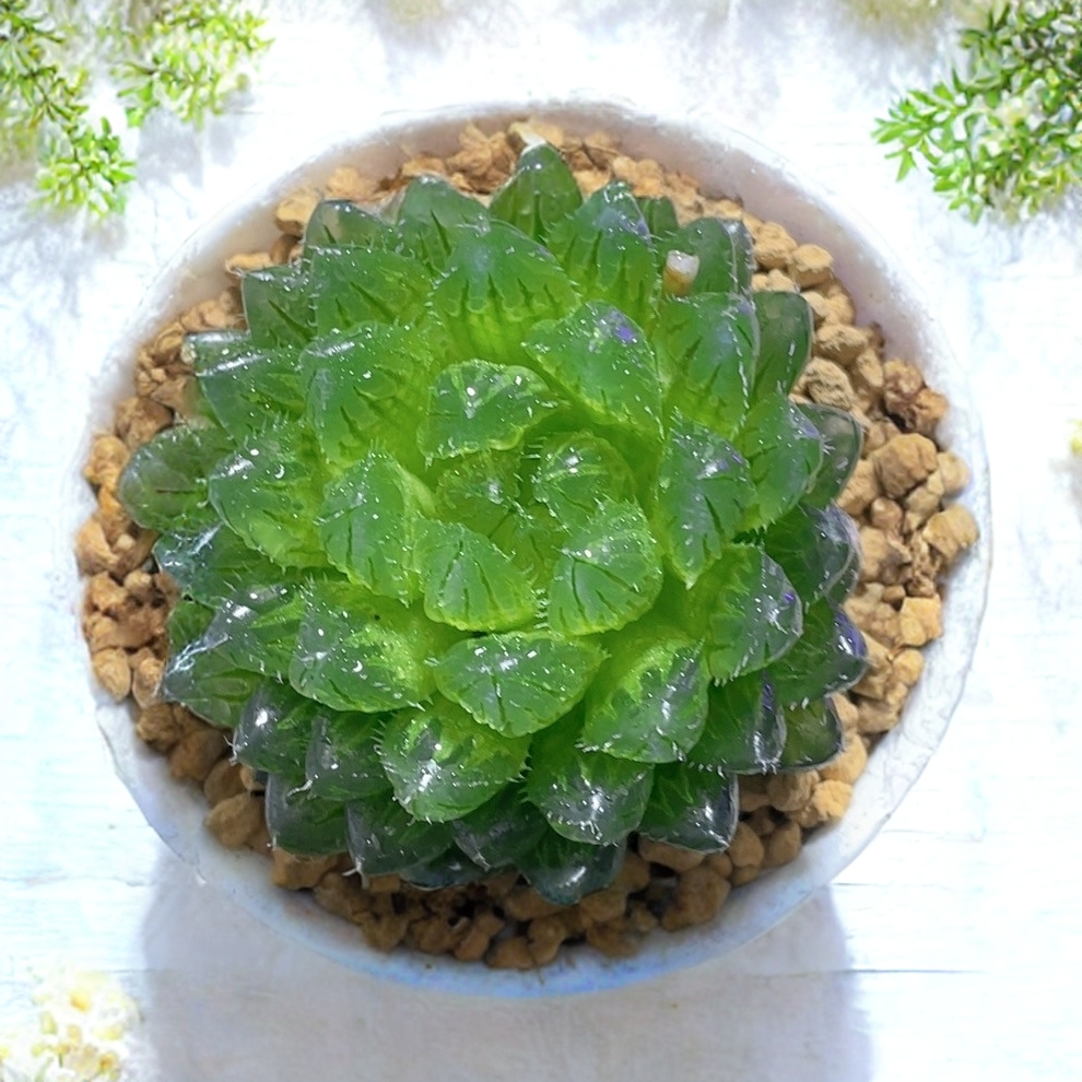 翠云玉露多肉植物室内阳台客厅绿植小型盆栽花卉新手好养带盆带土