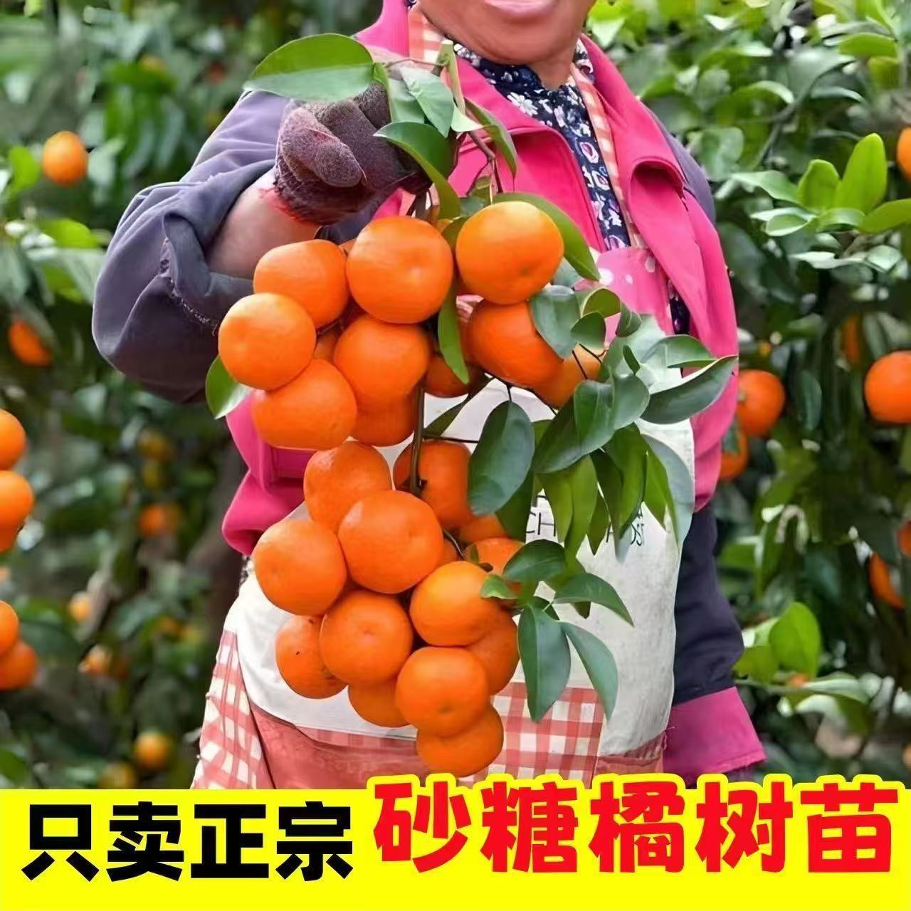 无籽果树苗南北方种植蜜桔苗当年结果橘子树苗砂糖橘