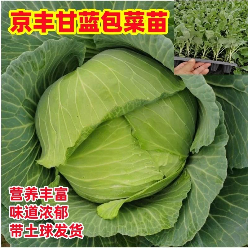 正品京丰一号薄皮脆甜包心菜高产种子包菜甘蓝种苗阳台莲花白种植