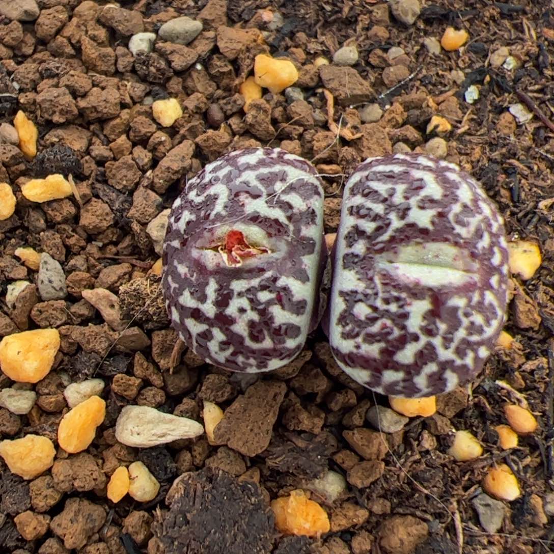 06号墨小锥多肉植物