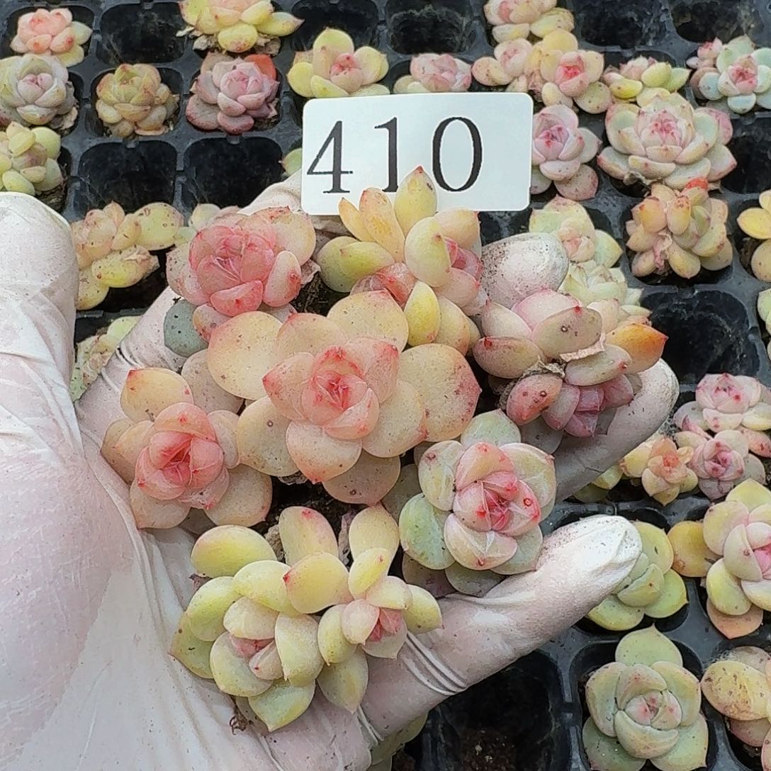 多肉植物多肉植物410