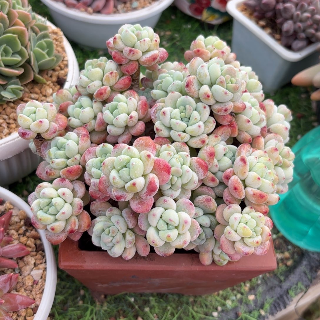 劳尔多肉88888888888