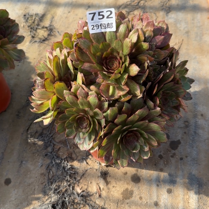 雨**弦红丝绒……多肉植物……