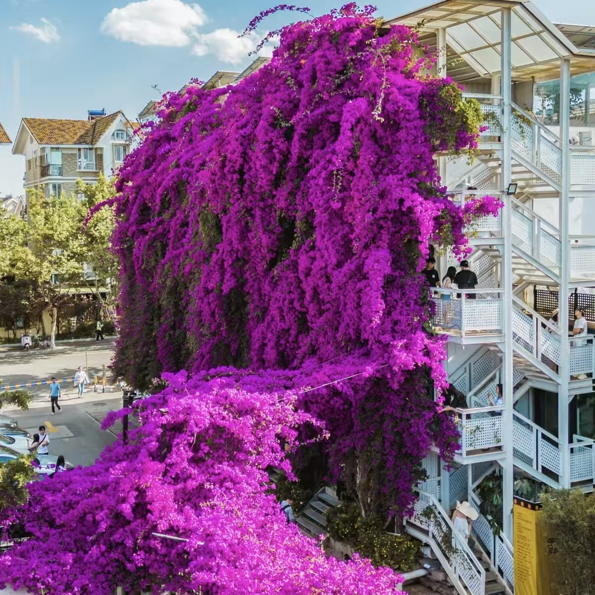 Q 云南紫三角梅带盆 带花苞和花发货 运输中掉花掉叶子正常现象