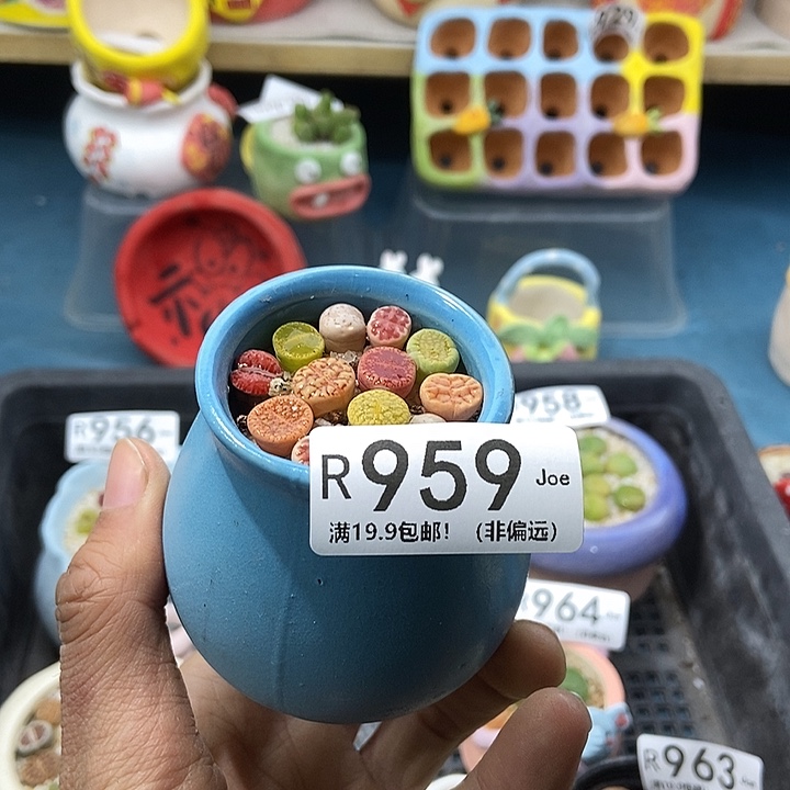 959大舅生石花肉锥