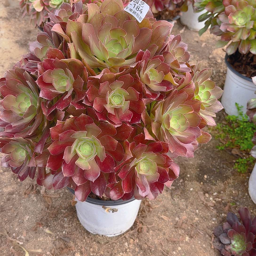 湫*红玫瑰老庄多肉植物184