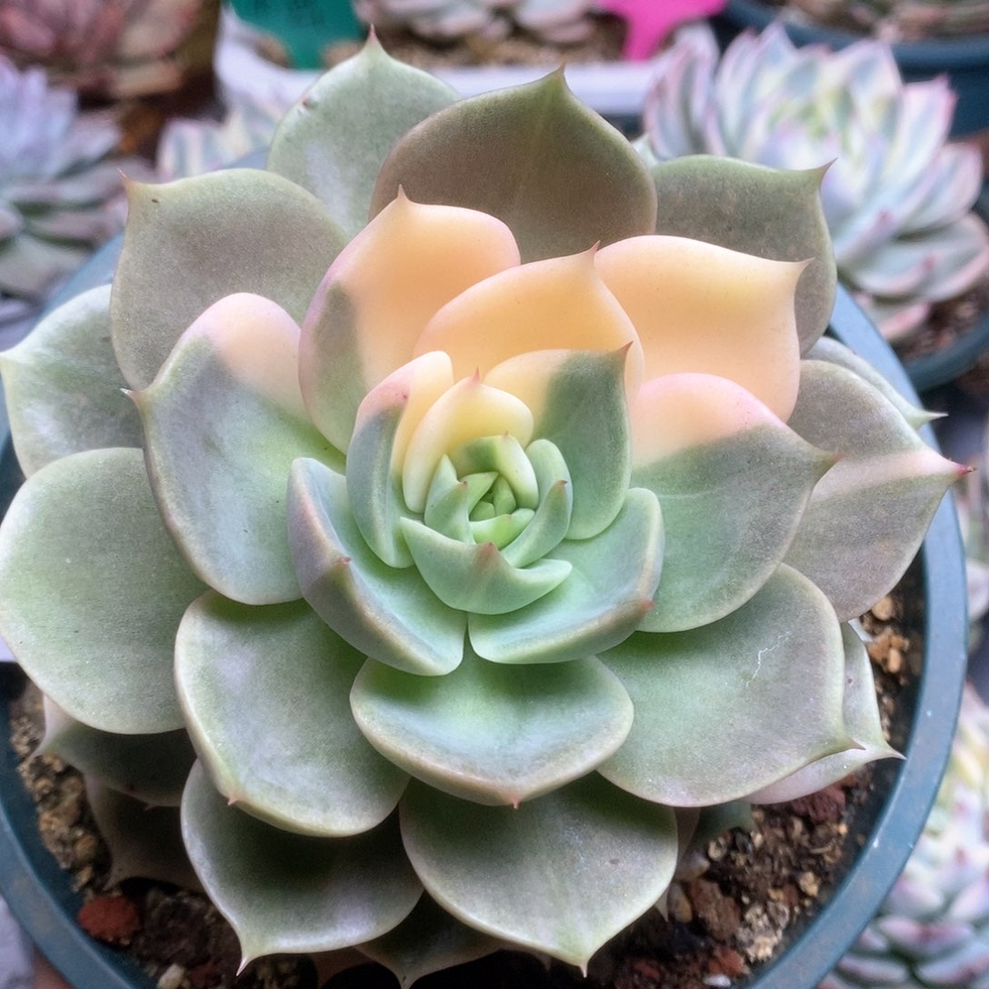 075贝加尔湖锦锦锦锦锦