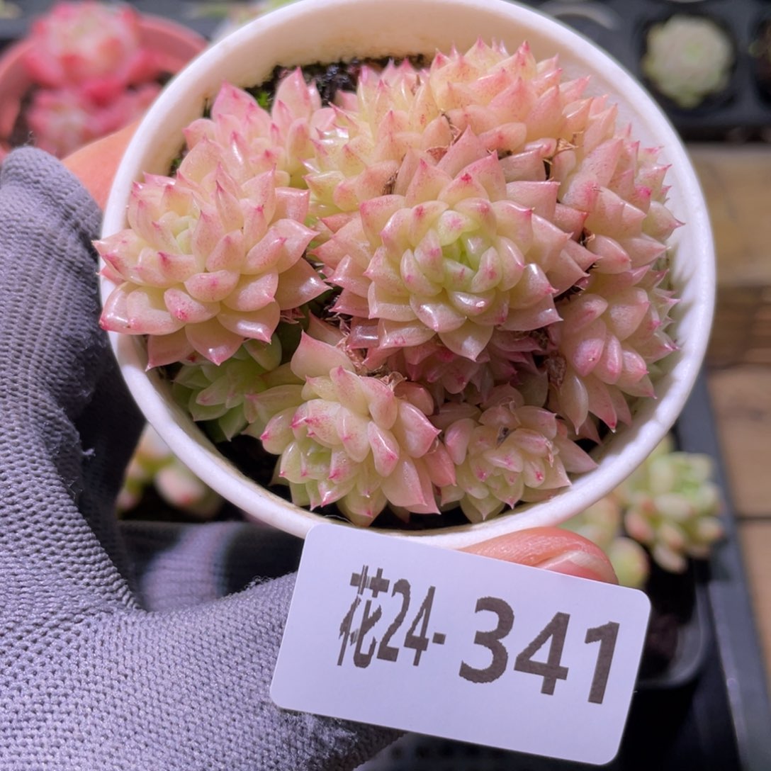 花利美24-341麦秆群