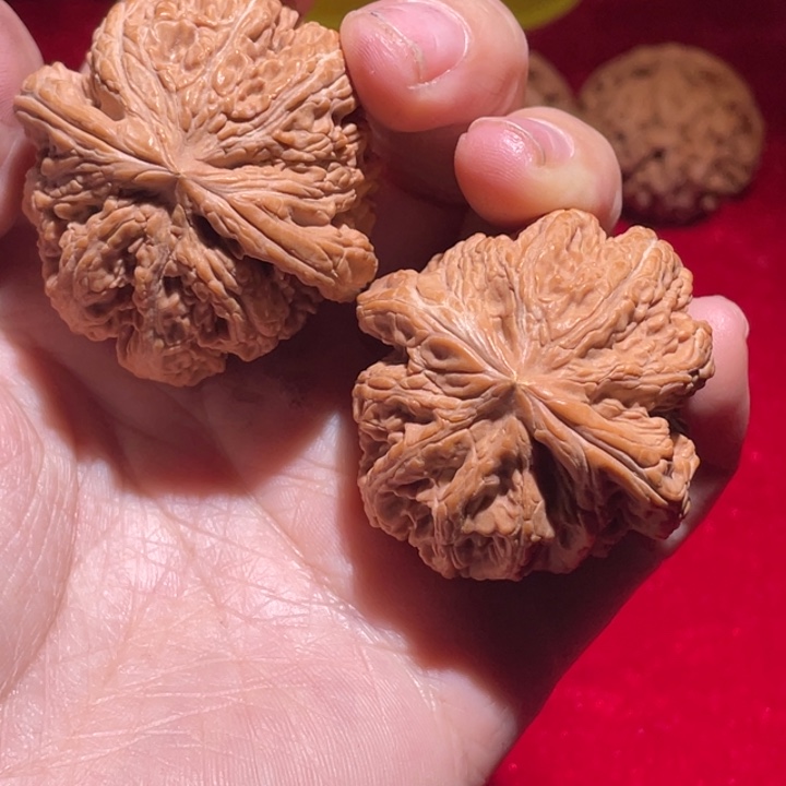 楓***晚核桃粗筋一只带小黄尖