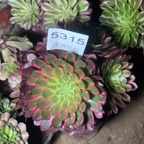 朝霞多肉多肉5315