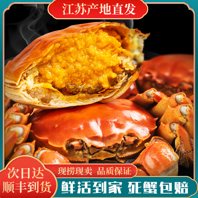 【活蟹现发】江苏大闸蟹 母蟹2.8-3.0两/只 到手8只/10只 鲜活现捞 