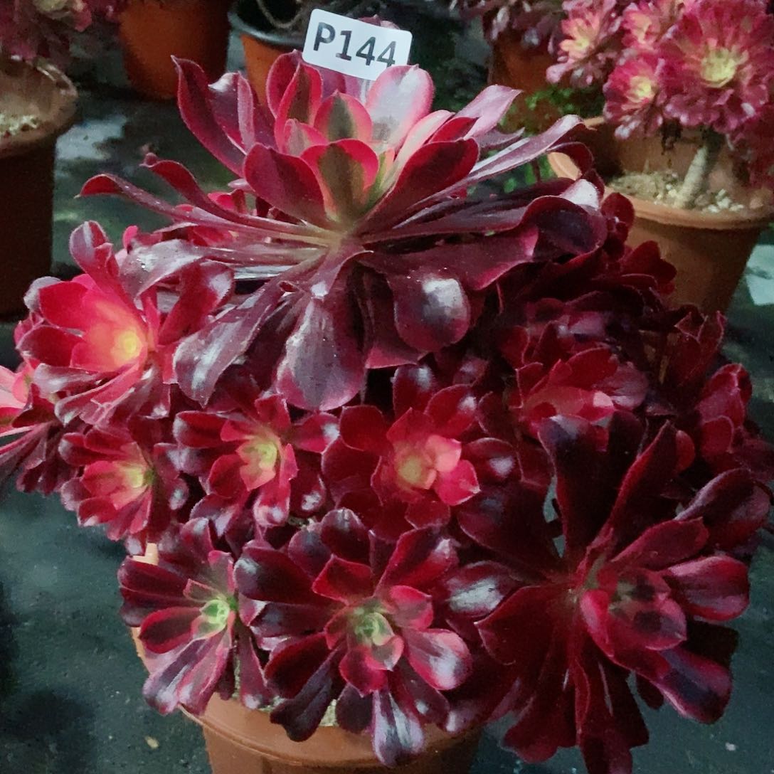 红陶144美杜莎3多肉