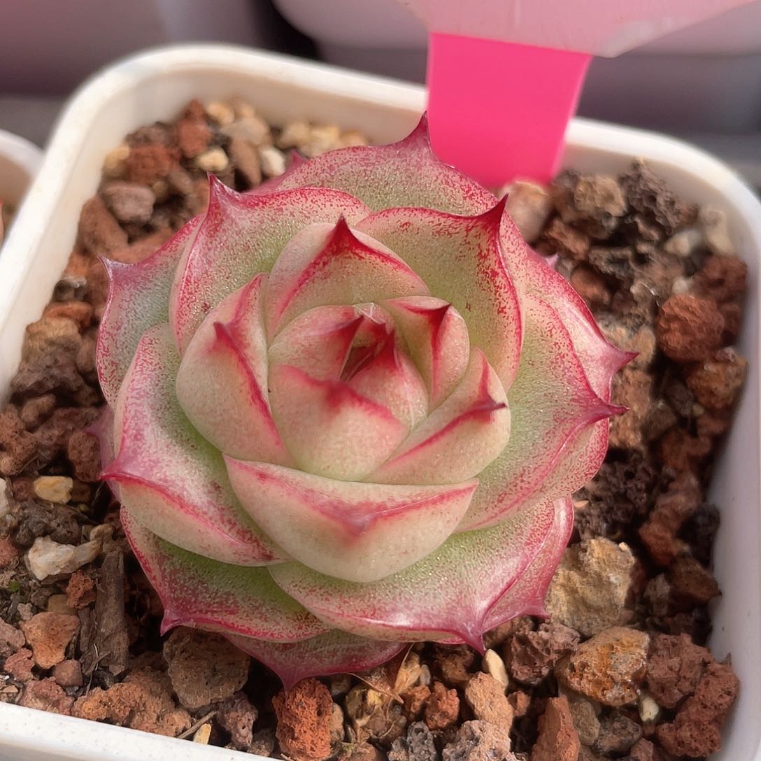 优选麦秆福利8761