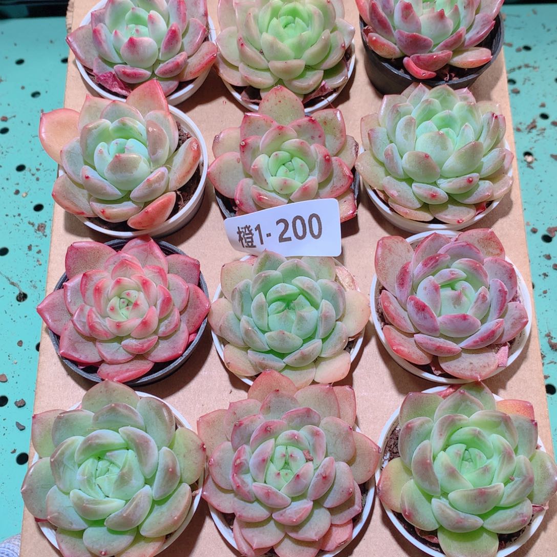 1-200一物一拍多肉带盆18颗