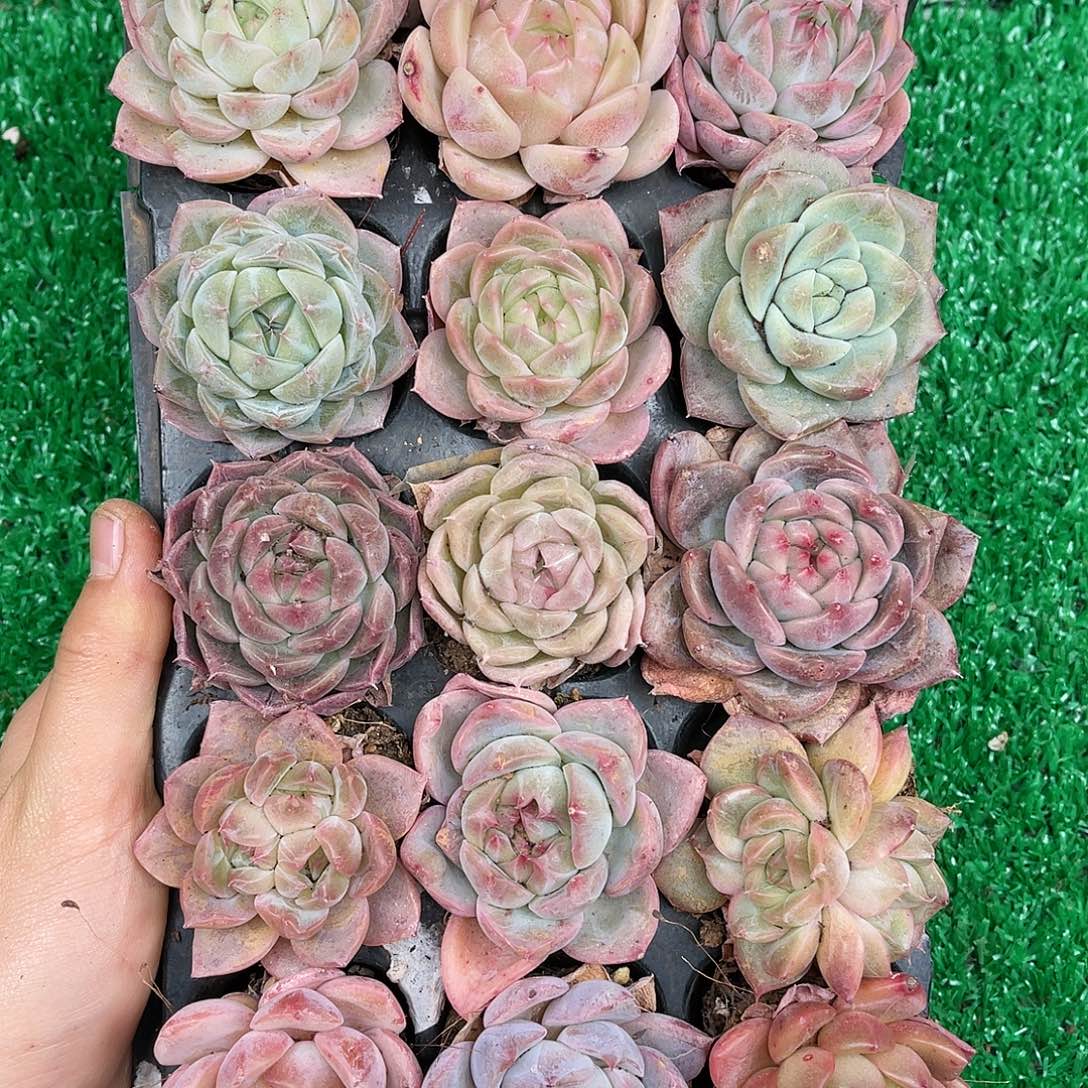 精品多肉一物一拍20-183