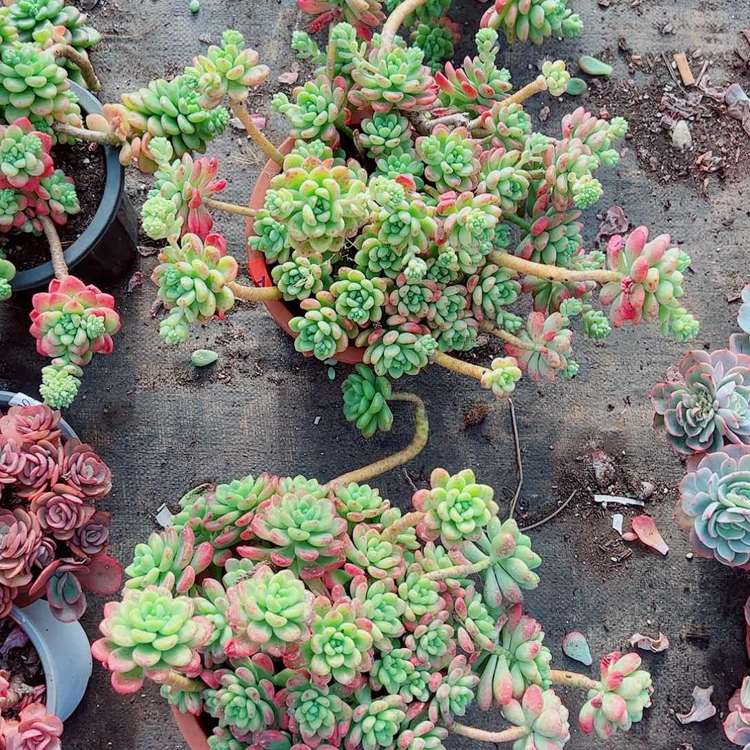 香格里拉超级大多头群生