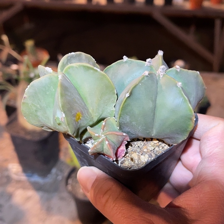 满38包邮，年后脱土晾根发货多肉