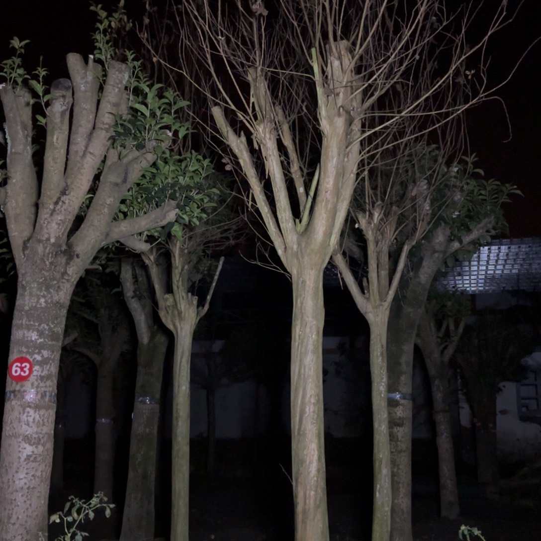 当前无花朵，栽培后可花朵