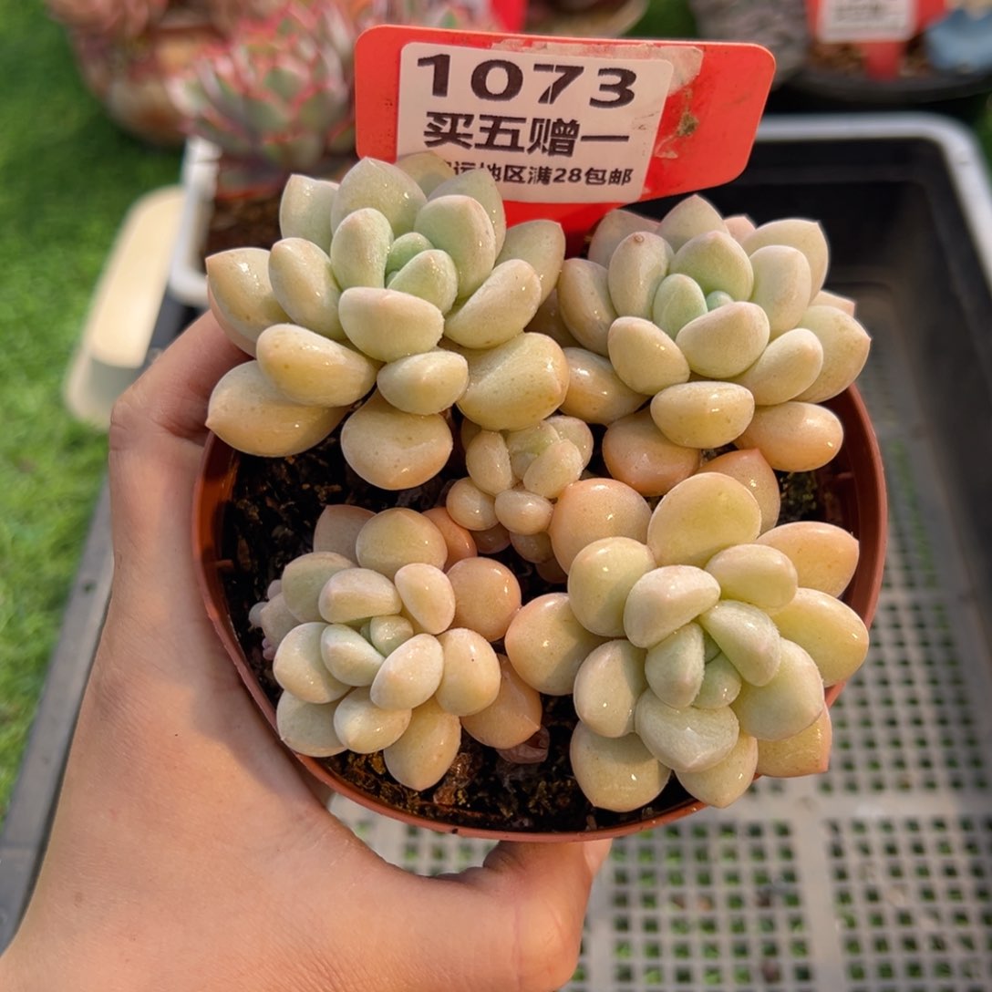 表妹精品多肉1073: