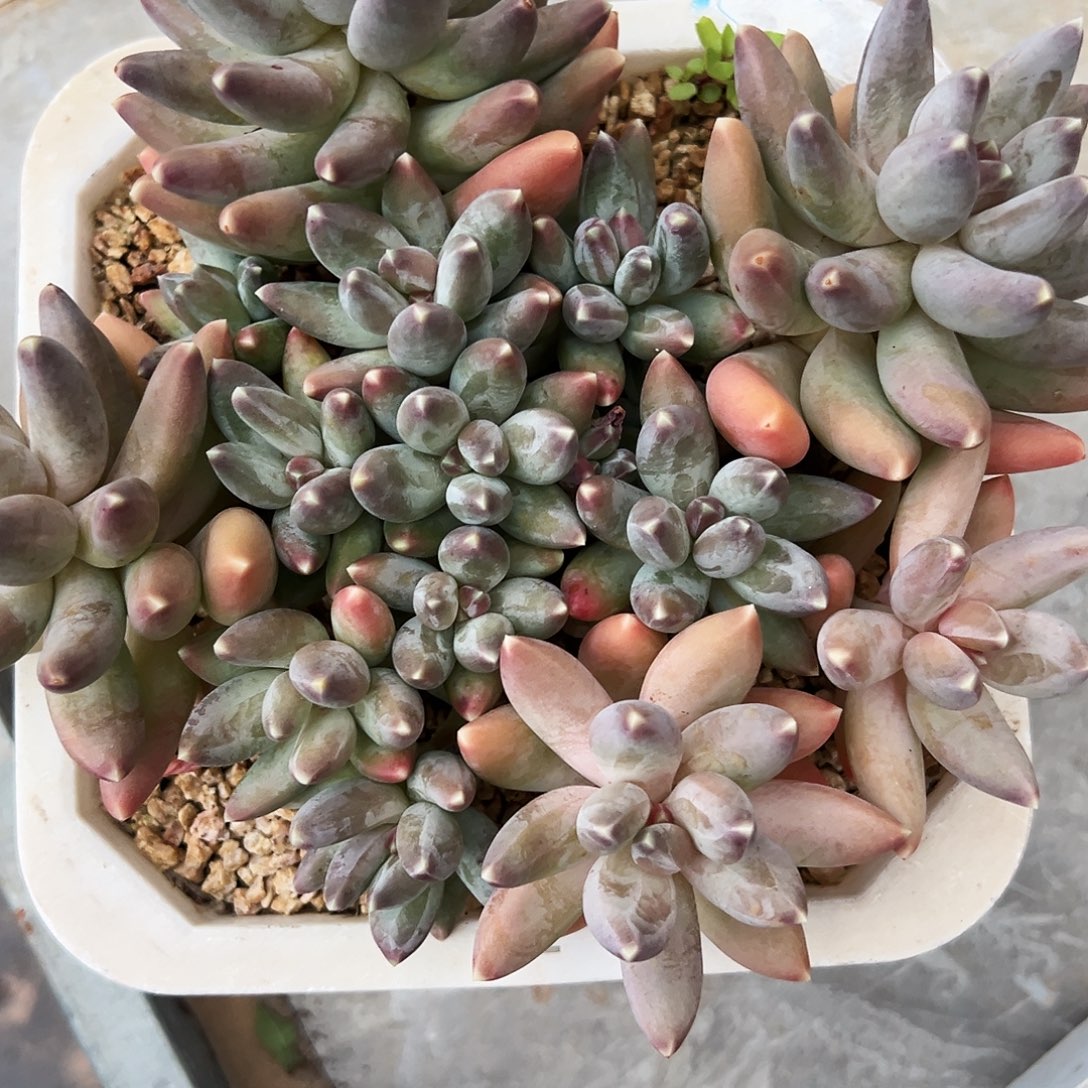 松果美人111111111111111