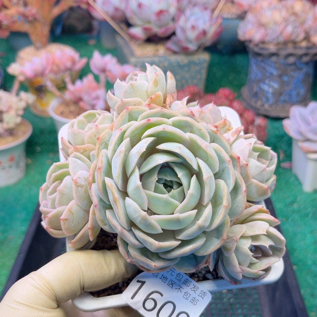 大1609；v z h x h j n n