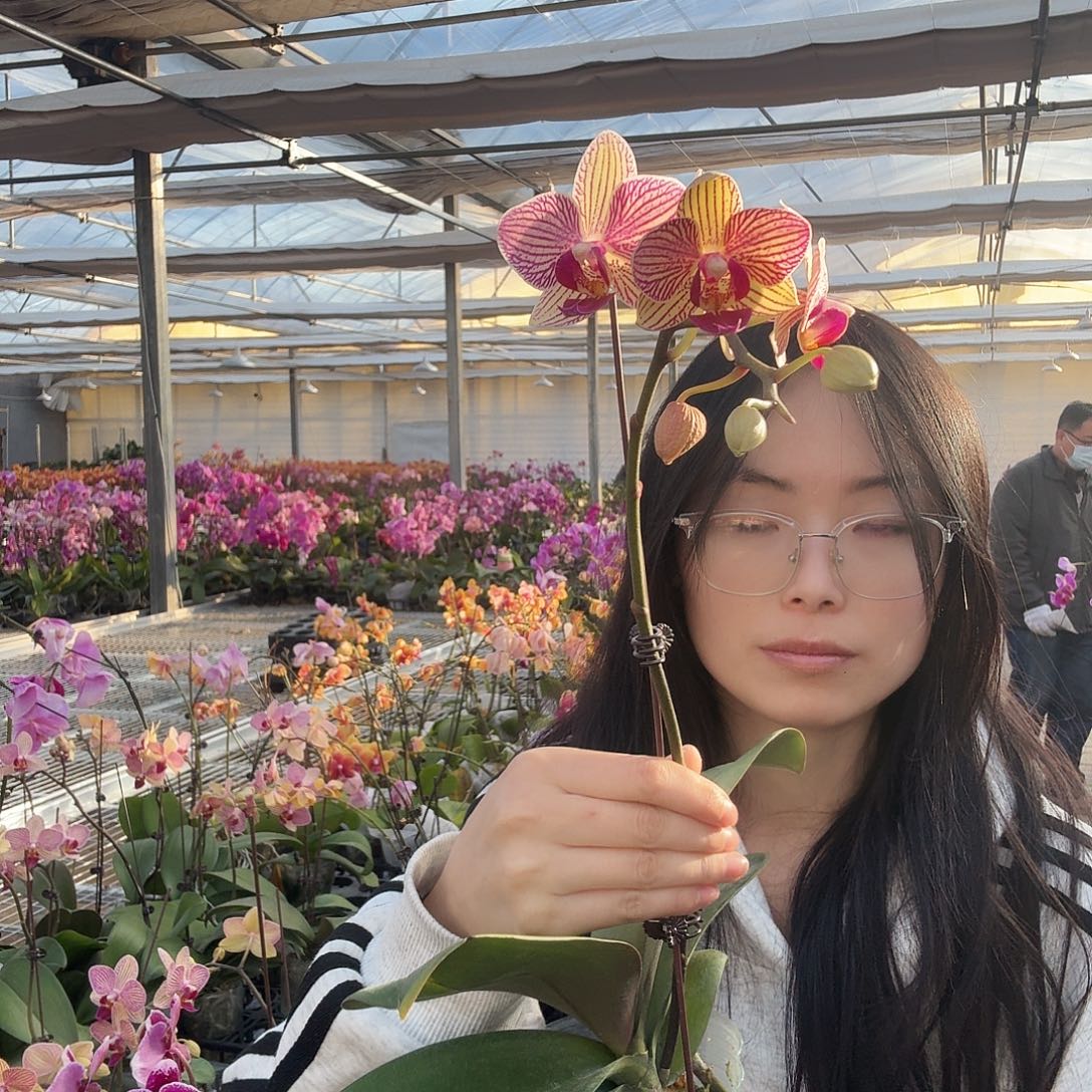 完全开放水晶之恋一颗消苞瑕疵不售后