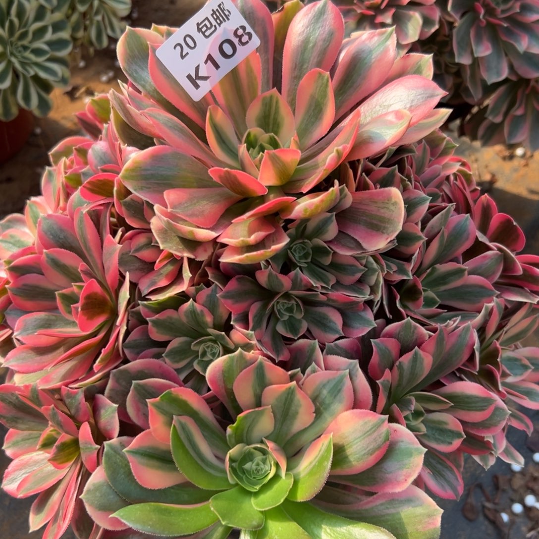 108女妖，满20包邮