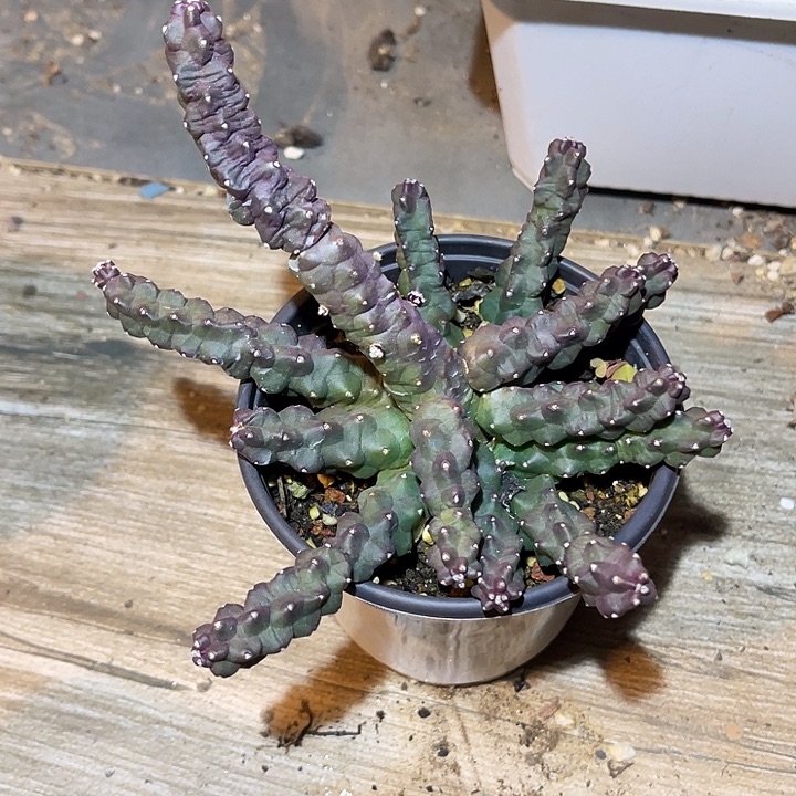 满38包邮2天凑单，脱土晾根发货多肉植物