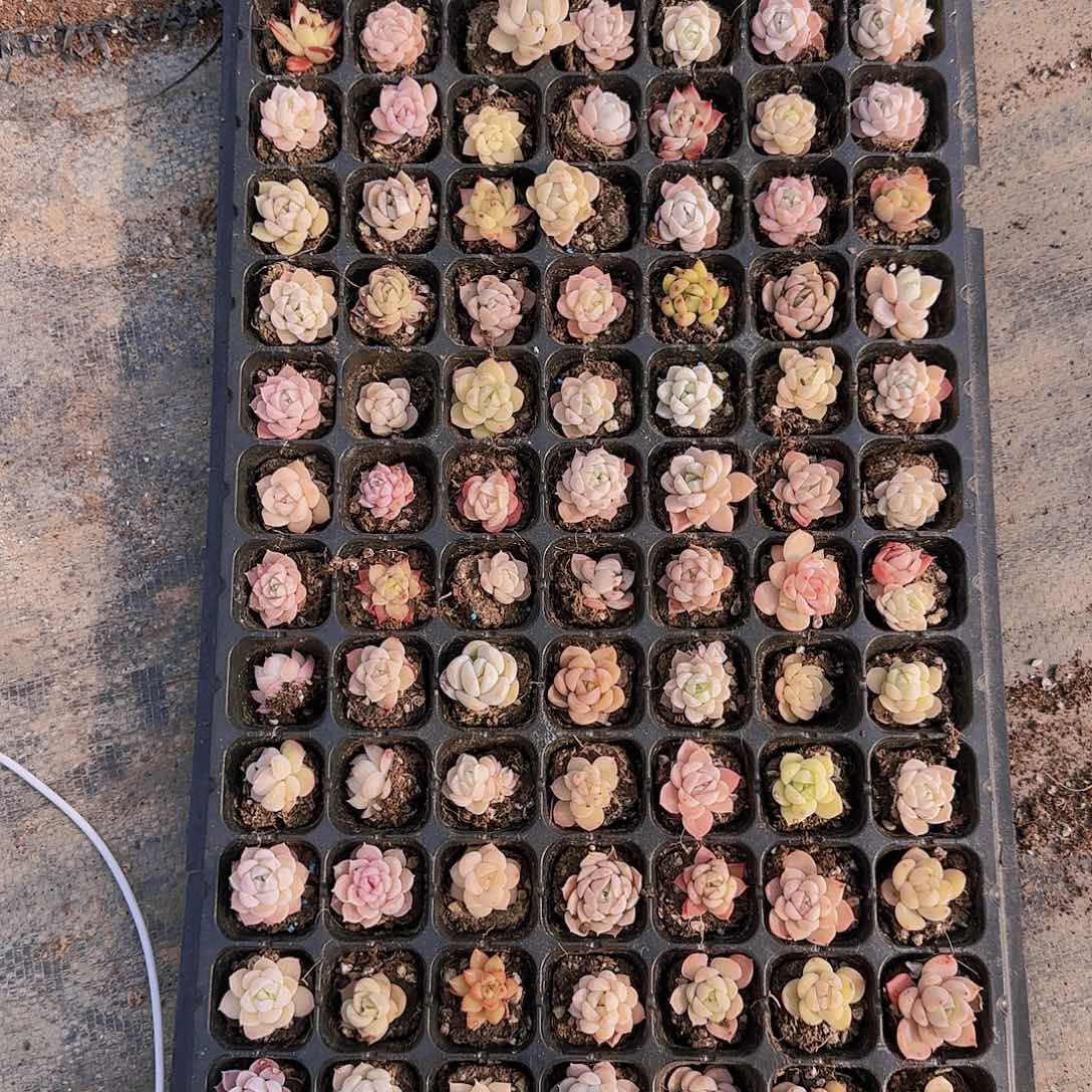 直播一物一拍多肉38