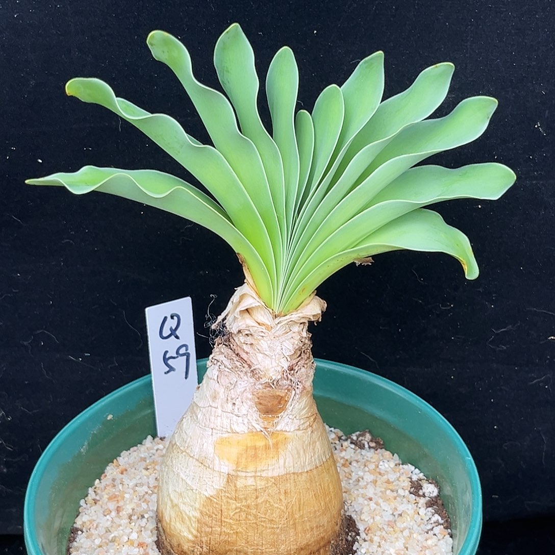 潮流植物优选巨凤之卵Q59号