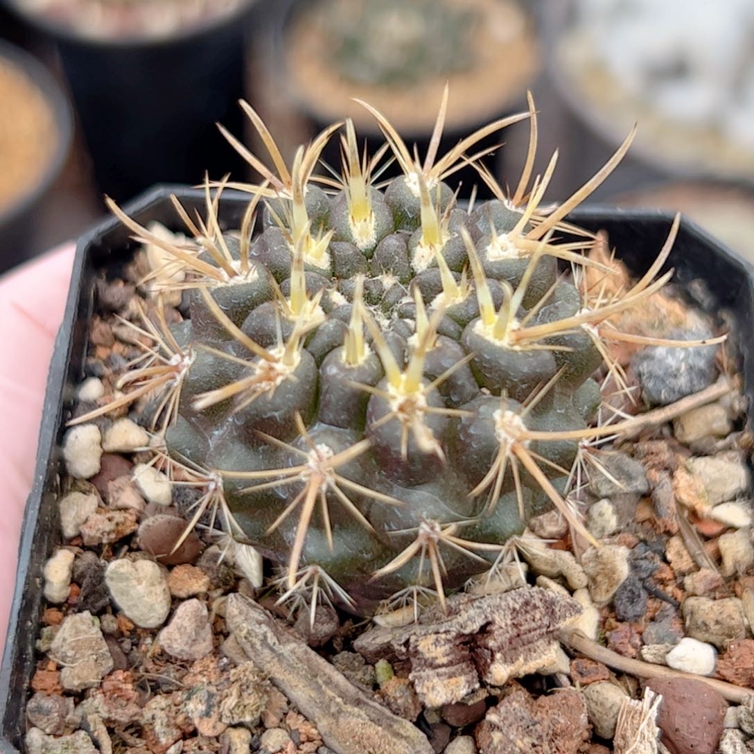 实生 登阳丸仙人球