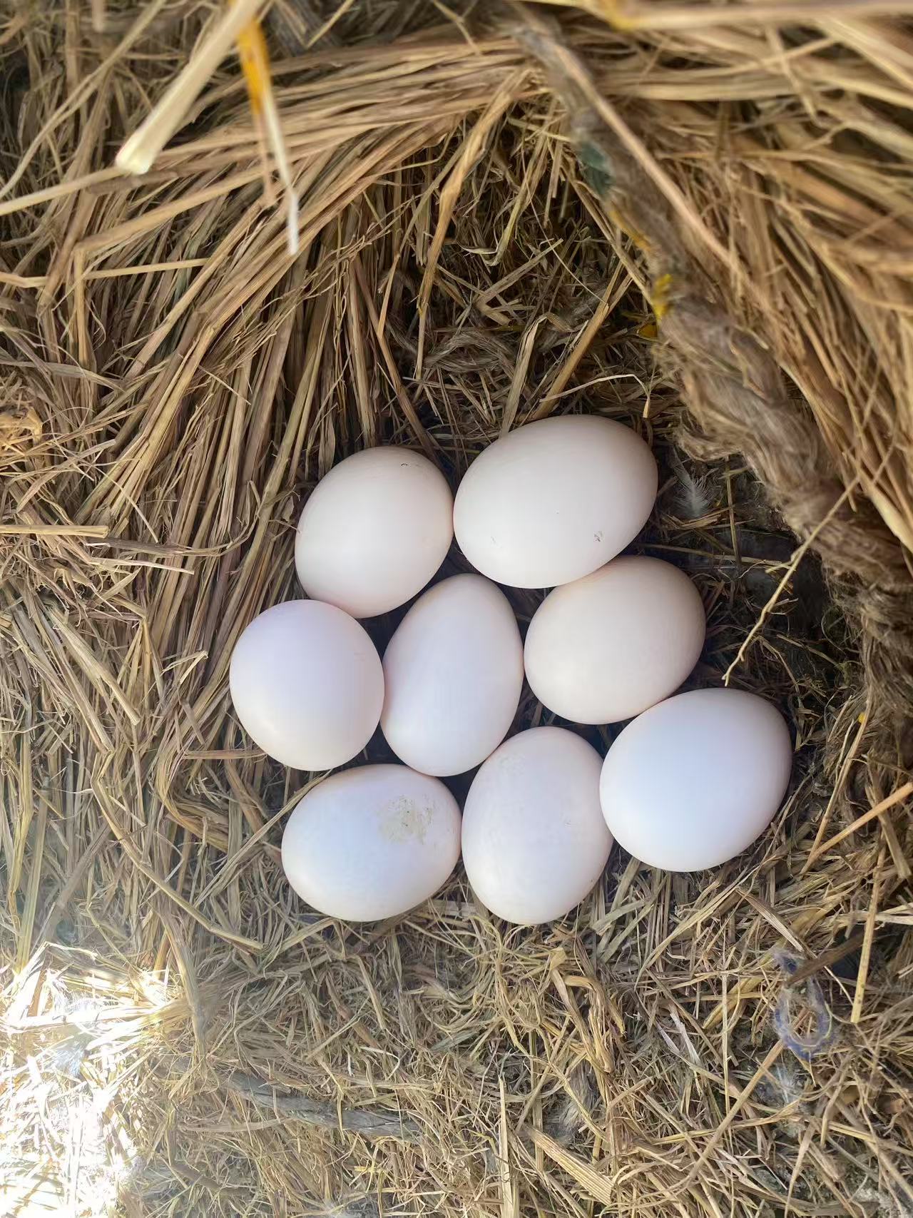 太行山农家生态笨鸡蛋  (体验装)