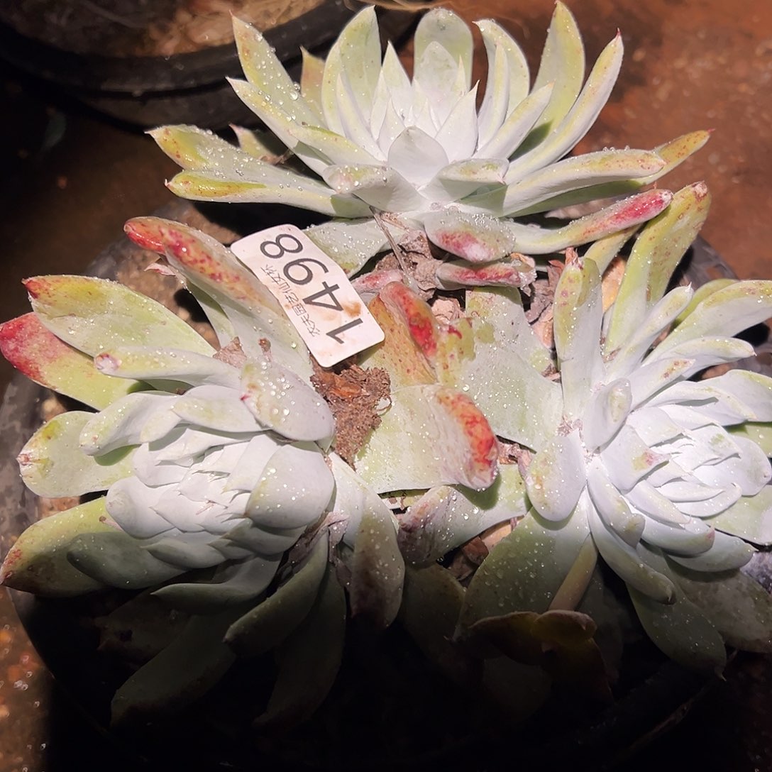 赛琳娜仙女杯多肉。