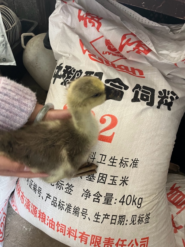 特大种狮头鹅中鹅饲料