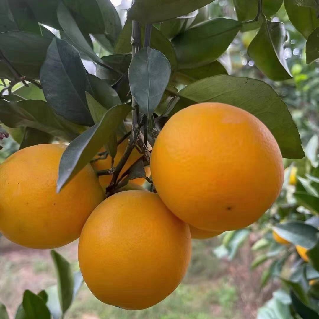 福建蜜香橙（箱/7-9斤左右)(仅限大同平城区云冈区可拍)
