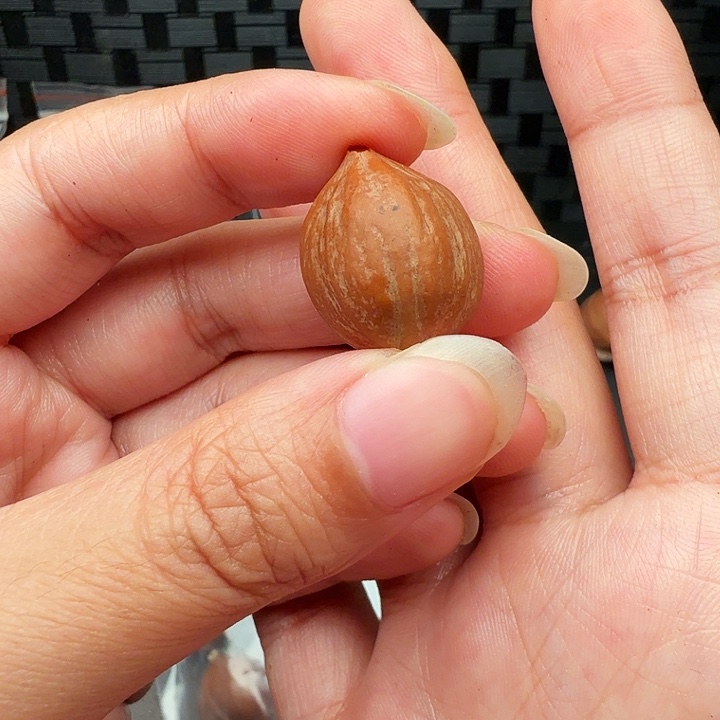 亚***军橄榄核手串/手链橄榄