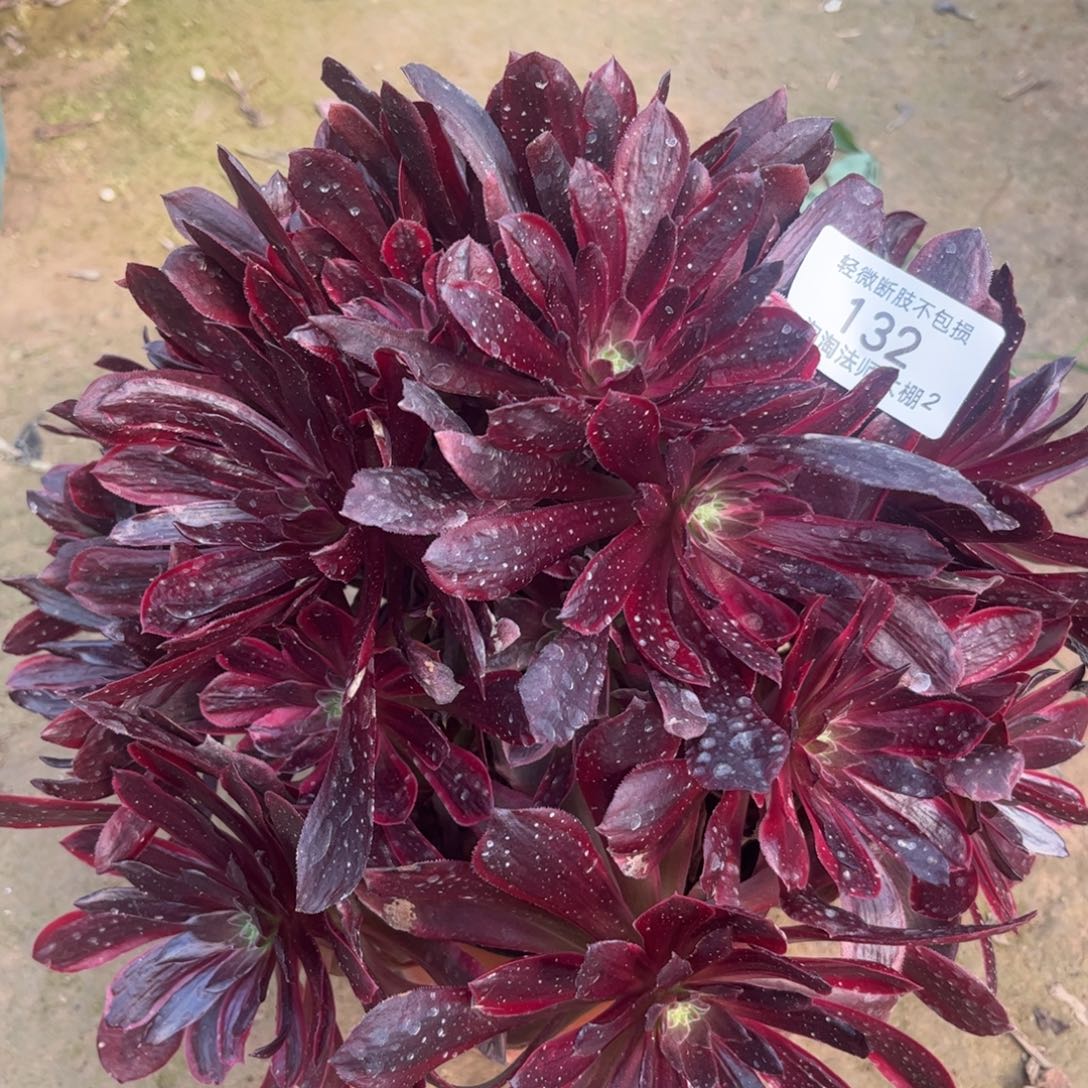132赤霞飞多肉植物法师