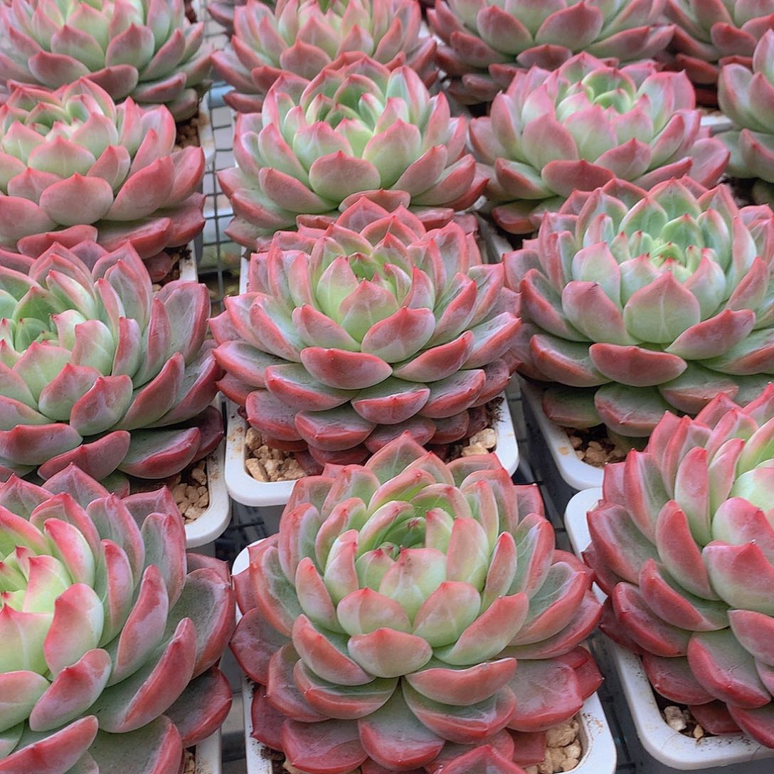 大号红鸾245678889900000