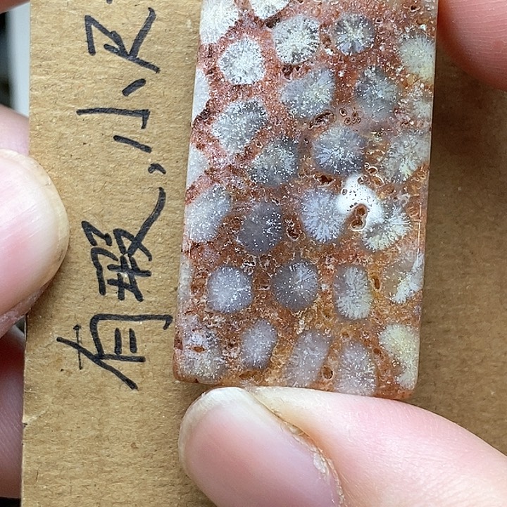 颈饰未镶嵌硅化珊瑚（珊瑚玉）