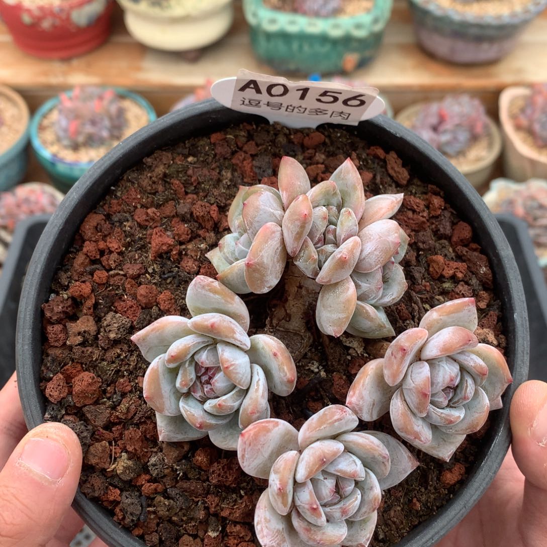 A0156 开播福利 星影飘枝 有砍 10cm