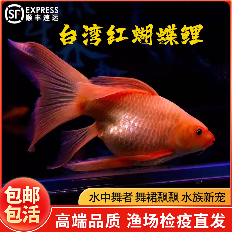 台湾彩色蝴蝶鲤红色球体短身大鳍大尾观赏鱼鱼苗活体直销冷水锦鲤